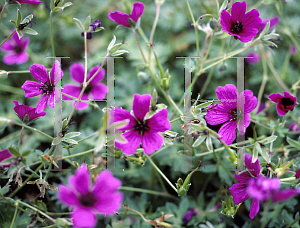 Picture of Geranium cinereum var. subcaulescens 'Giuseppii'