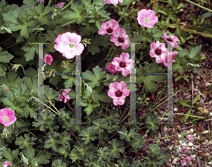 Picture of Geranium cinereum 'Lawrence Flatman'