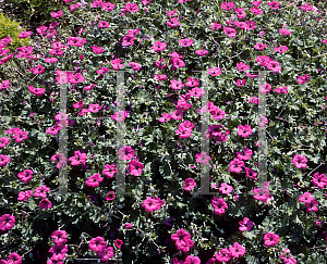 Picture of Geranium cinereum var. subcaulescens 