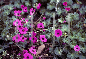 Picture of Geranium cinereum var. subcaulescens 'Splendens'