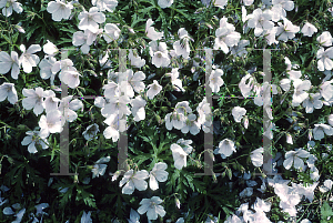 Picture of Geranium clarkei 'Kashmir White'