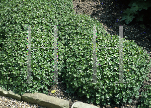 Picture of Geranium dalmaticum 