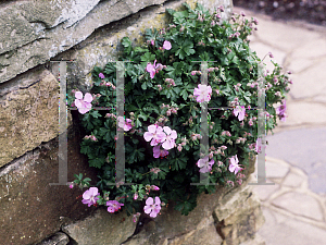 Picture of Geranium dalmaticum 