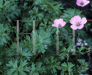 Picture of Geranium donianum 