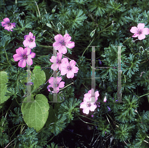 Picture of Geranium donianum 