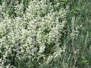 Picture of Galium palustre 