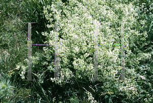 Picture of Galium palustre 