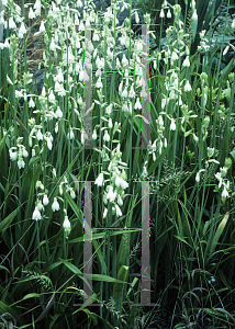 Picture of Galtonia candicans 