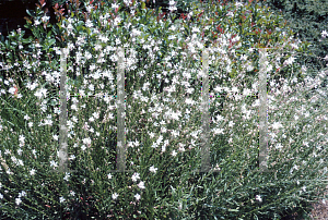 Picture of Oenothera lindheimeri 