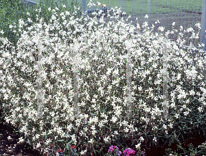 Picture of Oenothera lindheimeri 