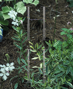 Picture of Oenothera lindheimeri 'Corrie's Gold'