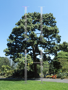 Picture of Pinus canariensis 