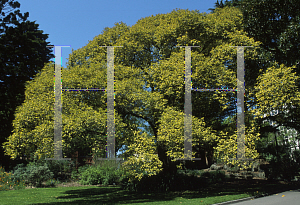 Picture of Ligustrum lucidum 'Tricolor'