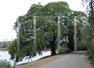 Picture of Ficus benjamina 