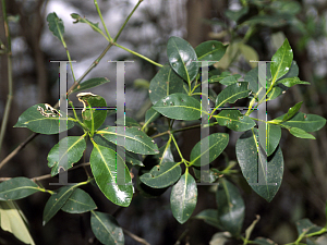 Picture of Avicennia marina 