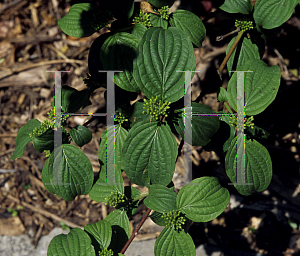 Picture of Cornus hemsleyi 