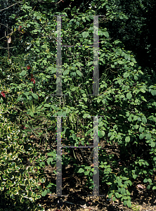 Picture of Cornus hemsleyi 