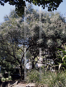 Picture of Olea capensis 