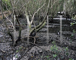 Picture of Avicennia marina 