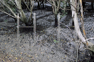 Picture of Avicennia marina 