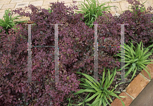 Picture of Loropetalum chinense var. rubrum 'Plum Delight'