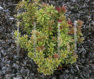 Picture of Pieris japonica 'Little Heath'