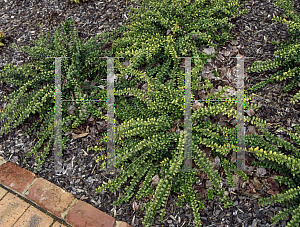 Picture of Lonicera nitida 'Maygreen'