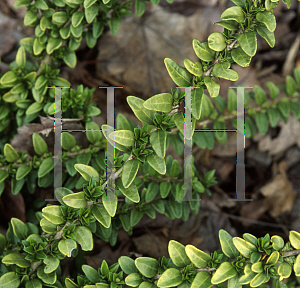 Picture of Lonicera nitida 'Maygreen'