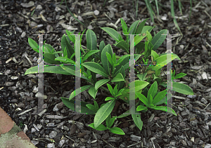 Picture of Skimmia x confusa 'Kew Green'