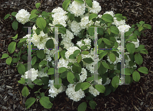 Picture of Viburnum plicatum 'Trizam'