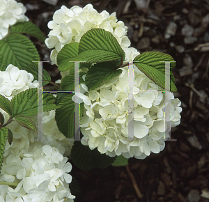 Picture of Viburnum plicatum 'Trizam'