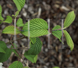 Picture of Viburnum plicatum 'Trizam'