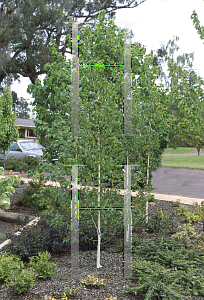 Picture of Betula utilis var. jacquemontii 