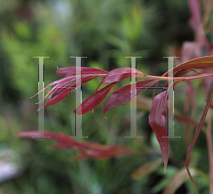 Picture of Callistemon salignus 