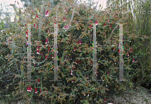 Picture of Epacris longiflora 