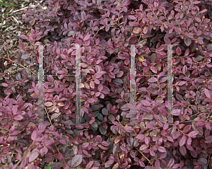 Picture of Loropetalum chinense var. rubrum 'Plum Delight'