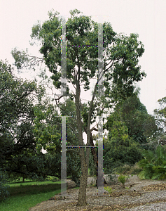 Picture of Alstonia constricta 