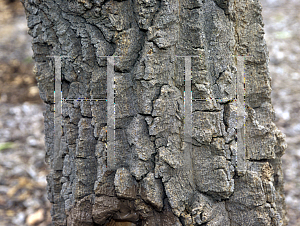 Picture of Alstonia constricta 