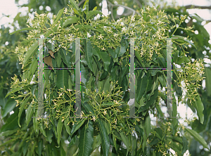 Picture of Alstonia constricta 