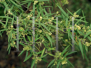 Picture of Notelaea microcarpa 