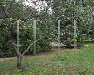 Picture of Eucalyptus kruseana 