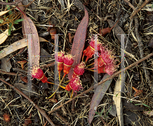 Picture of Eucalyptus torquata 