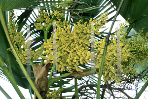Picture of Trachycarpus fortunei 