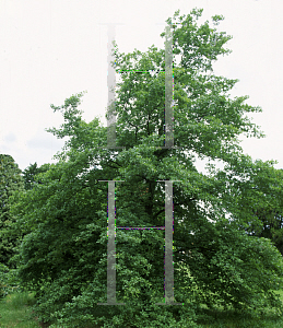 Picture of Quercus pubescens 