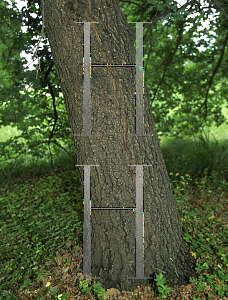 Picture of Quercus pubescens 