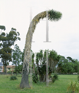 Picture of Yucca filifera 