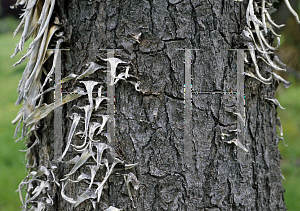 Picture of Yucca filifera 