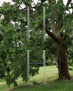 Picture of Angophora intermedia 