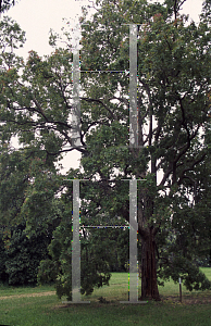 Picture of Angophora intermedia 