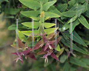 Picture of Angophora intermedia 